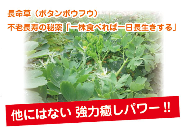 長命草スキンクリームのパワー