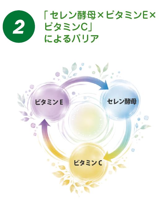 酵素乃泉、ビタミン