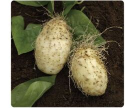 トゲドコロイモ